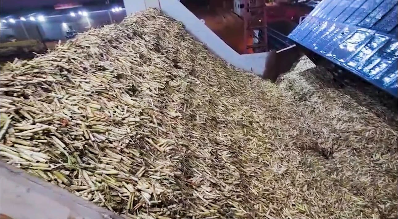 Sugarcane feedstock arriving at the mill for crushing